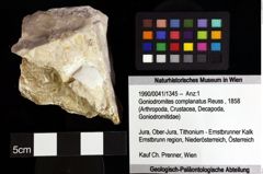 Foto (Objket + Etiketten) von Goniodromites complanatus (Reuss, 1858) 